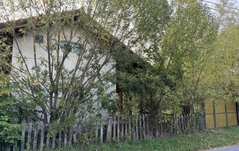 Grădina casei de la munte, cu gardul de lemn și copacii înalți.